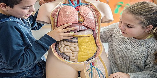 Body Systems - The Digestive System